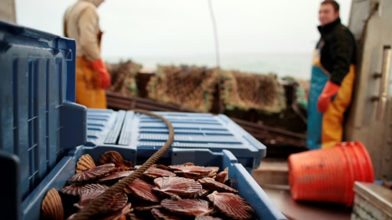 Ouistreham: un bateau de pêche britannique dérouté après avoir pêché des coquilles Saint-Jacques trop petites