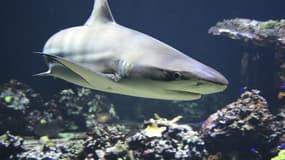 Un requin (photo d'illustration)