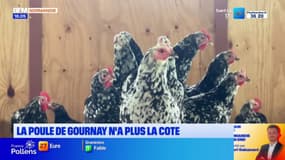 La poule de Gournay n'a plus la cote