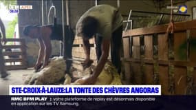 Sainte-Croix-à-Lauze: la tonte des chèvres angoras