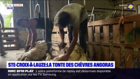 Sainte-Croix-à-Lauze: la tonte des chèvres angoras