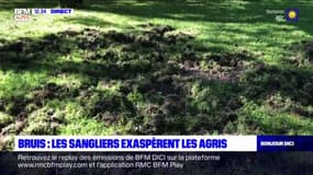 Hautes-Alpes: les sangliers saccagent les champs à Bruis