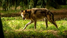 Un loup dans le zoo de Bourbansais 