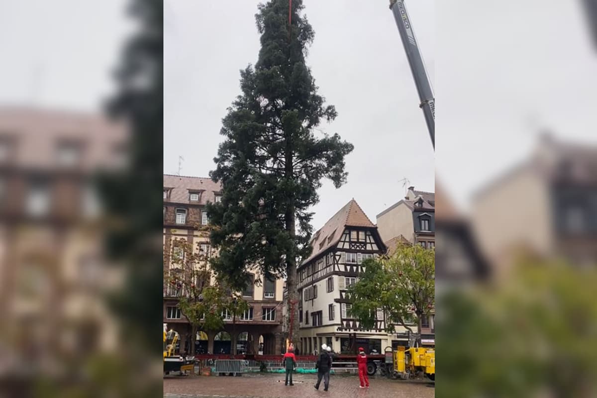 Strasbourg le grand sapin de Noël installé sur la place Kléber