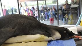 Le manchot empereur "Happy Feet" au zoo de Wellington à la fin du mois de juin. Ce manchot qui s'était échoué en juin sur une plage néo-zélandaise va être ramené chez lui - soit dans les eaux subantarctiques, à 4.000 km de là - à bord d'un navire de reche