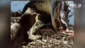 Un courageux chat fait fuir un alligator à coups de griffes