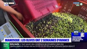 Manosque : la récolte des olives a commencé en avance 