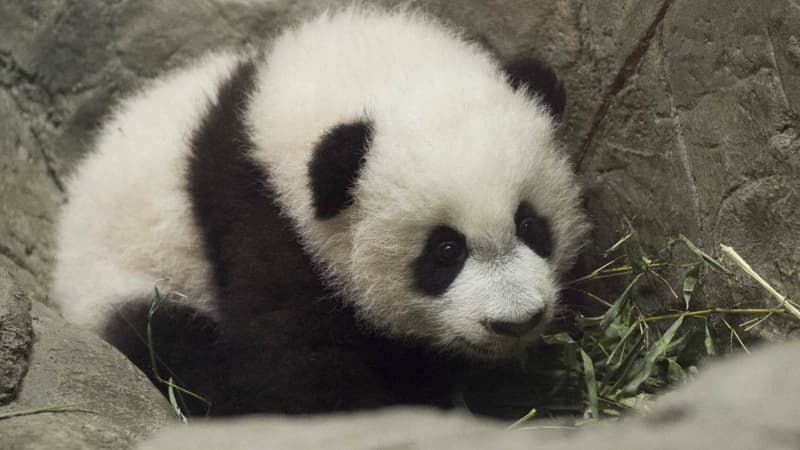 Le panda géant Bei Bei, le 16 décembre 2015 à Washington