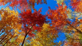 Des arbres à l'automne