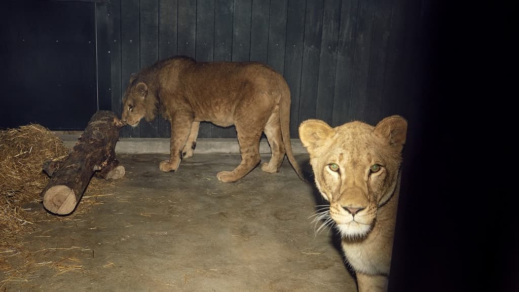 leones, tigres y otros felinos buscan refugio en España y Bélgica
