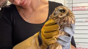 Un hibou accueilli au Centre de soins de la faune sauvage des Alpes-Maritimes à Saint-Cézaire-sur-Siagne.