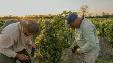 Vendanges solidaires en faveur d'un vigneron qui a perdu sa récolte après un incendie, le 22 août 2025 à La Palme, dans l'Aude 