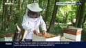 Barack Obama et Ségolène Royal se mobilisent pour sauver les abeilles