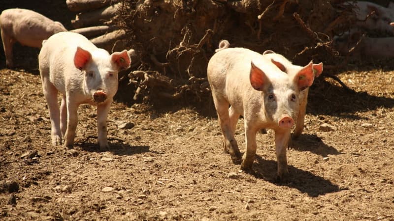 Les éleveurs de porcs et les industriels qui les leur achètent s'écharpent sur la question du prix de la denrée. 