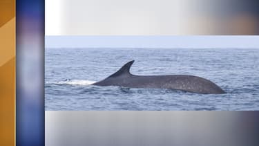 Le rorqual