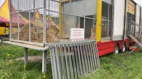 Le cirque Zavatta, à Nice, le 1er mars 2023.