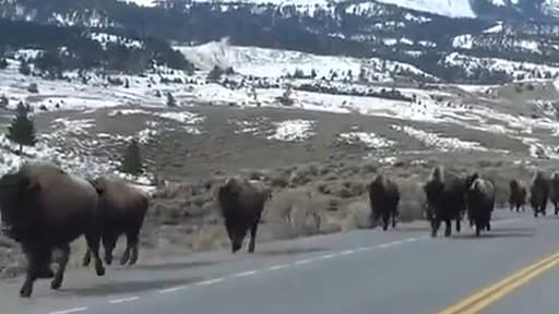 Les bisons fuient le parc du Yellowstone. Une activité volcanique dangereuse est-elle en cause?