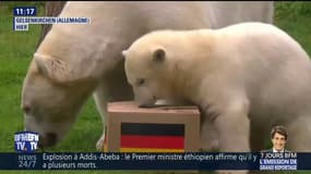 Ces deux ours pronostiquent une victoire de l'Allemagne contre la Suède