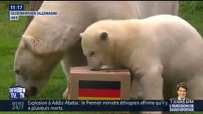 Ces deux ours pronostiquent une victoire de l'Allemagne contre la Suède