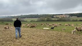 Des ovins dans un champ (image d'illustration).