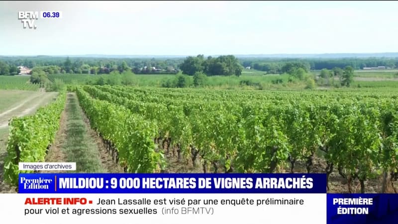 Plus de 9000 hectares de vignes vont être arrachés dans le bordelais pour lutter contre le mildiou