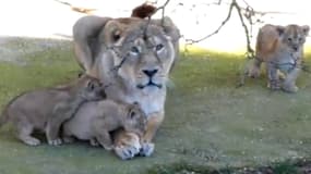 Trois bébés lions d'Asie ont vu le jour à Besançon.