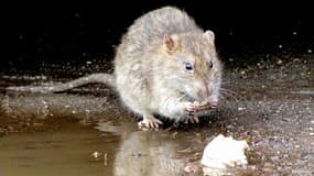 Les rats seraient près de 3 millions à Paris.