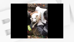 Gaïa, une Jack Russel, a été sauvée par des pompiers suisses à la fin du mois d'août après être tombée dans un tuyau de canalisation. 