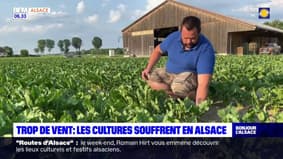 Alsace: les fortes rafales de vent font souffrir les cultures