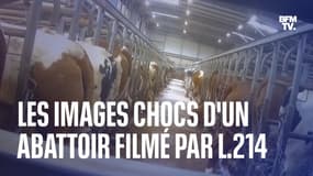 Dans une nouvelle vidéo, L214 dénonce les pratiques d’un abattoir en Saône-et-Loire après s’y être infiltré