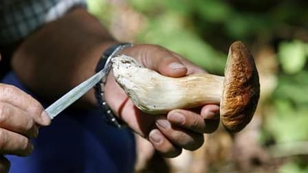 Les intoxications aux champignons se multiplient en France où 388 cas ont été signalés entre le 1er juillet et le 8 août, selon la Direction générale de la Santé. /Photo d'archives/REUTERS/Alessia Pierdomenico