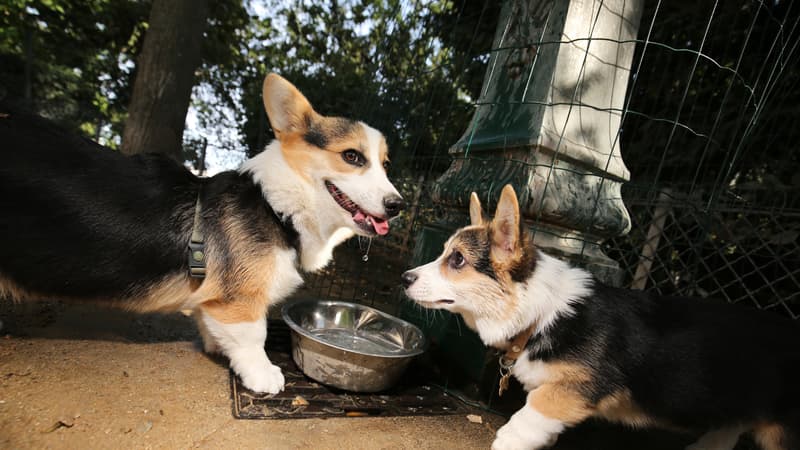 "Toutous permanence" et apéros canins: comment les candidats aux municipales cherchent à conquérir le cœur des propriétaires de chiens