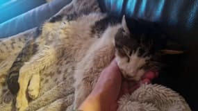 Noël, un chat âgé de 20 ans, est mort à Pertuis (Vaucluse) chez son maître, après avoir disparu pendant 15 ans.