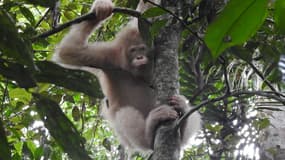 Photo non datée d'Alba, seul orang-outan albinos connu, repéré dans une forêt de Bornéo