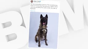 La photographie du chien qui a participé à l'assaut américain contre le chef de Daesh