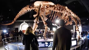 Le titanosaure long de 37 mètres trône au musée d'Histoire naturelle de la ville de New York