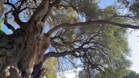 L'un des plus vieux arbres de France se trouve à Roquebrune-Cap-Martin (Alpes-Maritimes) : un olivier de 2.500 ans.