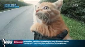EN VIDÉO - L'incroyable sauvetage d'un chaton par un motard sur une autoroute belge
