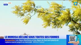 Le mimosa décliné sous toutes ses formes 
