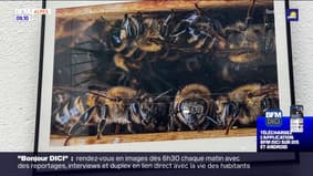 Manosque : l'apiculture immortalisée en clichés par la MJC 