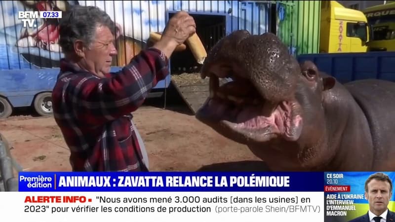 Cirque Zavatta de retour dans le Var: des associations dénoncent les conditions de vie de Jumbo, un hippopotame de 3 tonnes