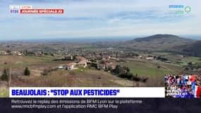 Beaujolais: une association demande l'arrêt des pesticides dans les vignes