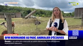 L'été chez nous: à la découverte du parc animalier d'Écouves