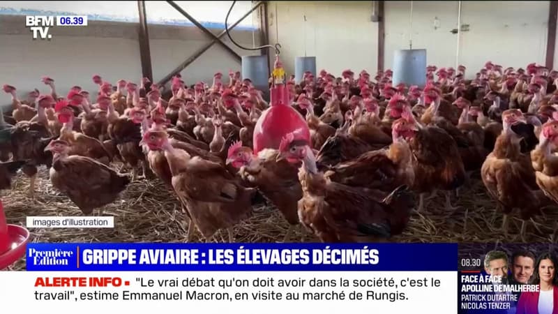 Grippe aviaire: l'Isère prend des mesures drastiques afin d'éviter la propagation du virus