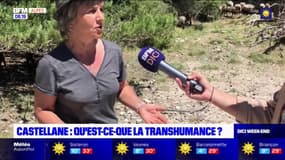 Castellane: la transhumance, une tradition qui évolue