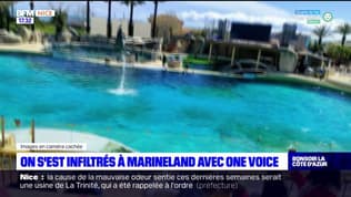 Antibes: One Voice va manifester samedi devant le parc animalier Marineland pour dénoncer la reprise des spectacles avec les orques 
