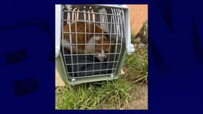 Capture d'écran profil Facebook SPA - Refuge de Thionville (Moselle). Sur l'image, on aperçoit le chat blanc et roux lâchement abandonné par sa famille d'accueil. Sous sa petite couverture: son carnet de santé et une poignée de friandises. Mars 2025.