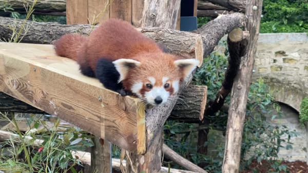Le panda roux arrivé le 12 avril 2024 à la Ménagerie du Jardin des Plantes, le premier depuis la mort de la femelle Maya en 2023.