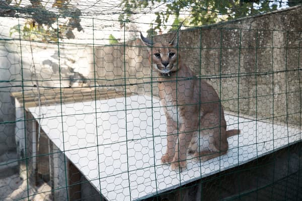 Un caracal récupéré par les pompiers dans un jardin privé de Champigny-sur-Marne, le 12 septembre 2018