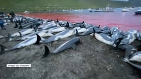 Plusieurs centaines de dauphins ont été tués le 12 septembre dernier dans l'archipel des îles Féroé.